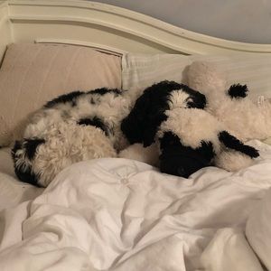 Meet your Posher, Missy